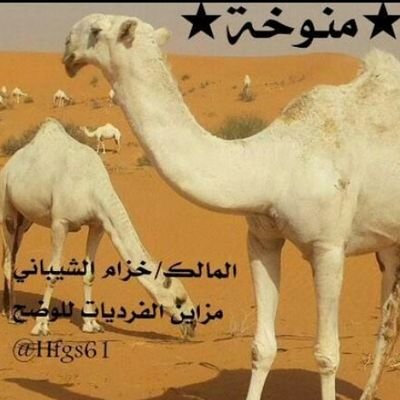 روق          ٠٥٣٣٨٩٣٠٣٩       برقا
