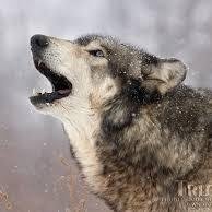 Hey I'm Accalia a female wolf love meeting new friends #Mate:@ThornWolf14