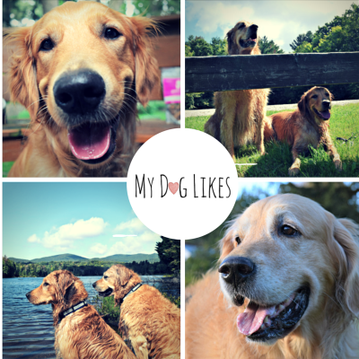 Dedicated to #dogs and keeping them happy, healthy, & safe. Dog product reviews, dog lifestyle tips, and guides to everything dog friendly!