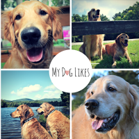 MyDogLikes (@mydoglikes) 's Twitter Profile