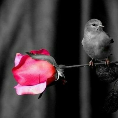 أستغفرك ربيّ حتی ترضی وليطمئن قلبي وتطيب لي الحياة ❤️. (الخاص مهمل)