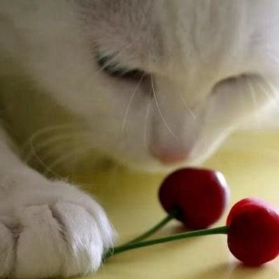 Male. 27 moons. Left eye yellow and right blue. Not evil just grumpy. Medicine cat in MistClan. Sister: @ForestStar_