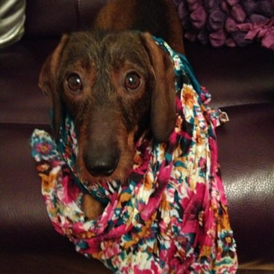Hampshire based Pet Sitting Company. Tweets by Kate (Human) & Lulu (Dachshund).