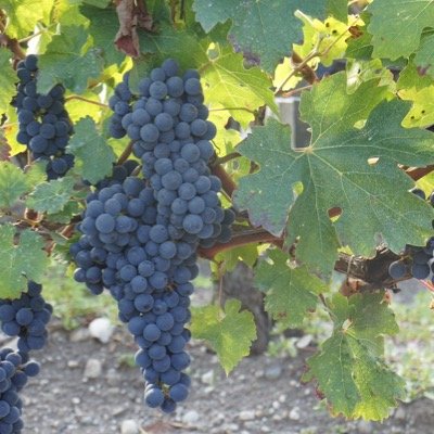 SitSito's profile picture. 