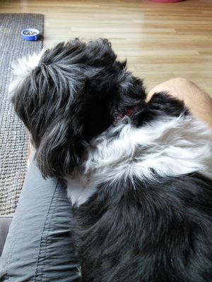 Foistmania's profile picture. 