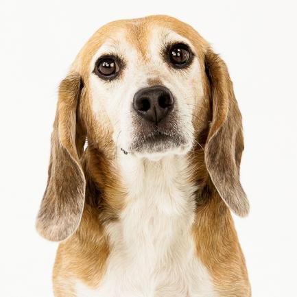 BogartofBFP's profile picture. I was a research lab dog.  I was used for experimentation and research, until Beagle Freedom Project saved me and gave me a real life.
