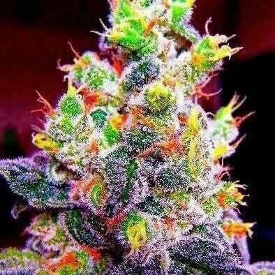 shortgrass420's profile picture. 