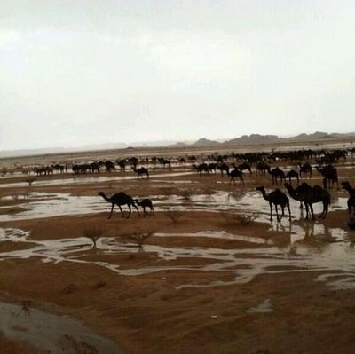 ‏قلت احـبّك قلتهـا وكلـي شـجاعه
وانت وقرارك يا (تبيني أو تبيني)
لو ماتكون انت نصيبي هي قناعه
يكفي أني بشوفتك كحلت عيني