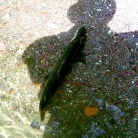 Lupo.inc (@lupo_inc) 's Twitter Profile Photo Lupo.inc (@lupo_inc) 's Twitter Profile Photo