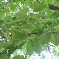 Esther González (@arboles1914) 's Twitter Profile Photo