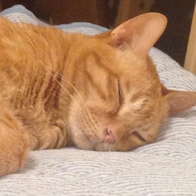 マンガ、小説、乱読&収集癖あり。気になるTLをもっぱら無言RT。爺猫も婆猫も虹の橋を渡ってしまった。2人とも22歳だった。1人片耳もじゃもじゃ猫が残ってるのが救いかな。