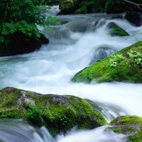 FWS Journal (@freshwatersci) 's Twitter Profile