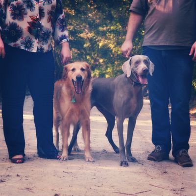 I love DOGS and making collars!