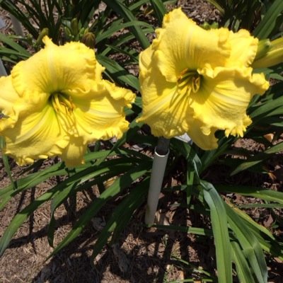 jghayes37's profile picture. Born Nov. 20, 1939; taught 5th grade at New Hope 34 years; retired in 1997; am a day lily grower.