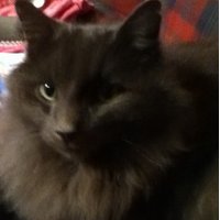 Dumbkid (@kswann7) 's Twitter Profile