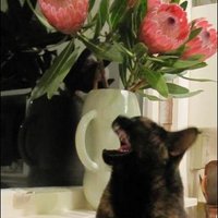 Nicola Gavey (@nicolagavey) 's Twitter Profile Photo