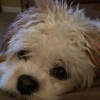 T Cash (@tcashhasspoken) 's Twitter Profile
