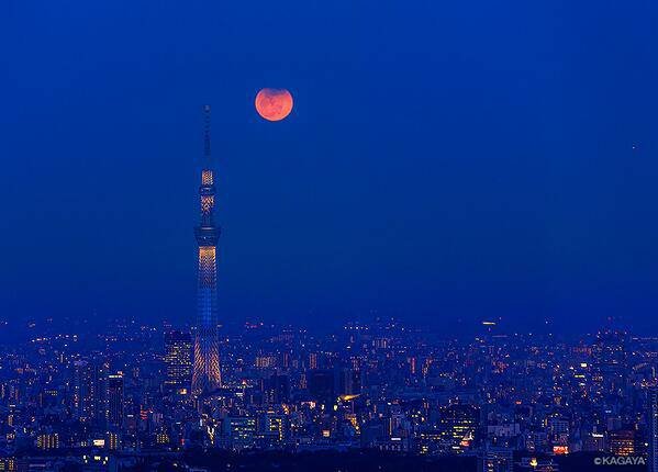 月夜の向日葵さんのプロフィール画像