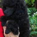 Richard Wilcox - @dick_wilcox - Twitter