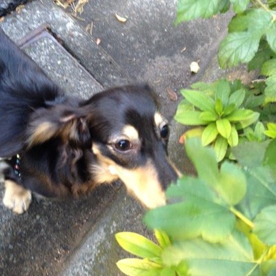 りゅぢ氏 Na Twitteru クロドクシボグモ っつー1匹で80人くらい殺せる猛毒の蜘蛛がいて 噛まれると25分以内に死ぬ ただ男性が噛まれた場合 その間 勃起 し続けるらしい なんか 北斗神拳みたいだね りゅぢ氏 Na Twitteru クロドクシボグモ っつー1匹で80人くらい殺せる猛毒の蜘蛛がいて 噛まれると25分以内に死ぬ ただ男性が噛まれた場合 その間 勃起 し続けるらしい なんか 北斗神拳みたいだね