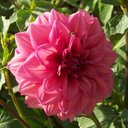 Christi Rose- medium - @ChristiMedium - Twitter