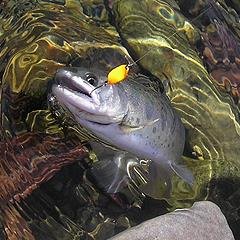 全国の管理釣り場、釣り堀、漁協管理河川などの遊漁情報の掲載。およびエリアトーナメント、チャレンジカップのエリアトラウト大会を開催しています。安心して楽しめるフィッシングライフニュースを提供しています。