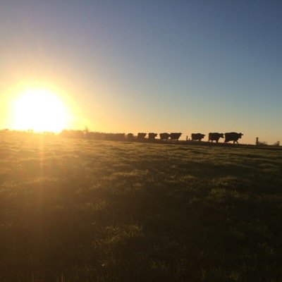 GregHerbert82's profile picture. 50/50 sharemilking 650 cows in Southland. Dad to 3 wee ones, from the Naki originally, proud Massey Ag grad.