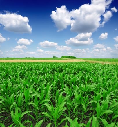 AgDroneRentals's profile picture. We're looking for partners to help us provide rentals, wet and dry leases and monitoring services. #Drones #AgDrones #PrecisionAg #PrecisionAgriculture