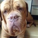 Evie Murphy - @gineapigs_dogs - Twitter