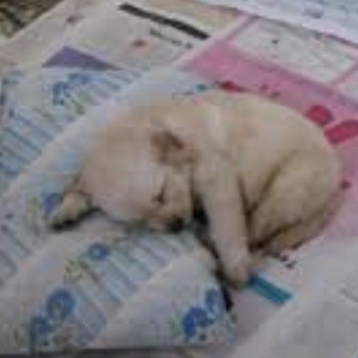 Satilikopekler's profile picture. satılık köpekleri şurdan bulabilirsin: