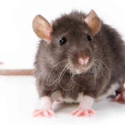 In Your Kitchen Lurkin Yo CornFlakes & Dodging Them Weak Ass Mousetraps! Lol Try Again