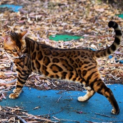 Afijo: ALFAYS n'2212 Somos un criadero familiar de gatos bengalíes.Enamorados de esta raza.Nuestros gatos son bengalíes de pura raza.