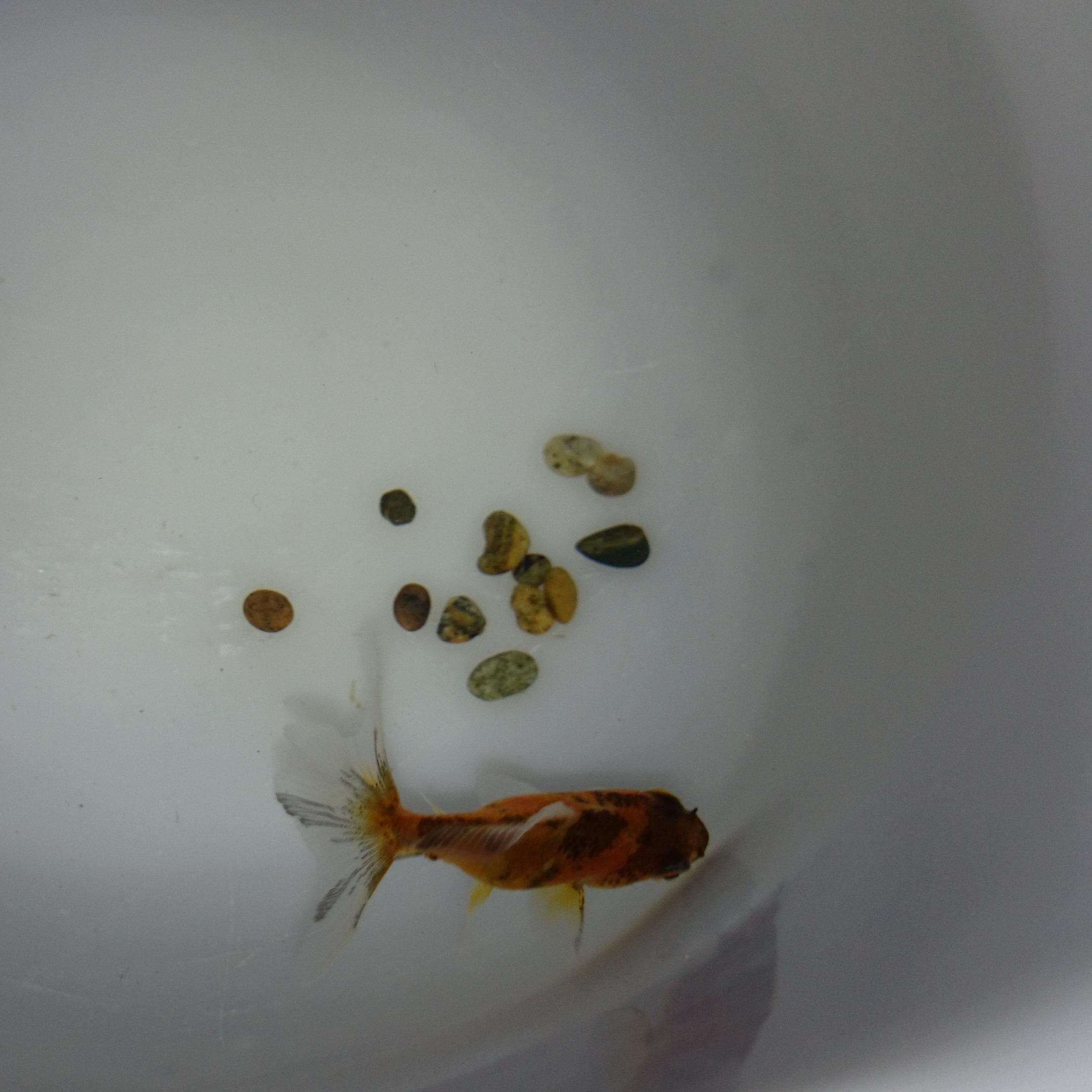 Coolest little fish