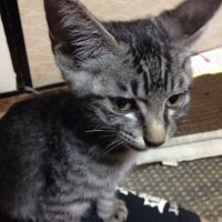 おー (@monst_osamu) 's Twitter Profile