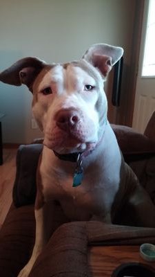 My American Bully Dallas
