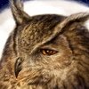 Человек никогда не подвергается большему испы­танию, чем в момент исключительной удачи.