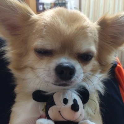 nonnon_oneway's profile picture. 『minecraft PE』 TT製作 ・範囲掘り抜き・小型建築・大型建築→→→crafter follow me!!