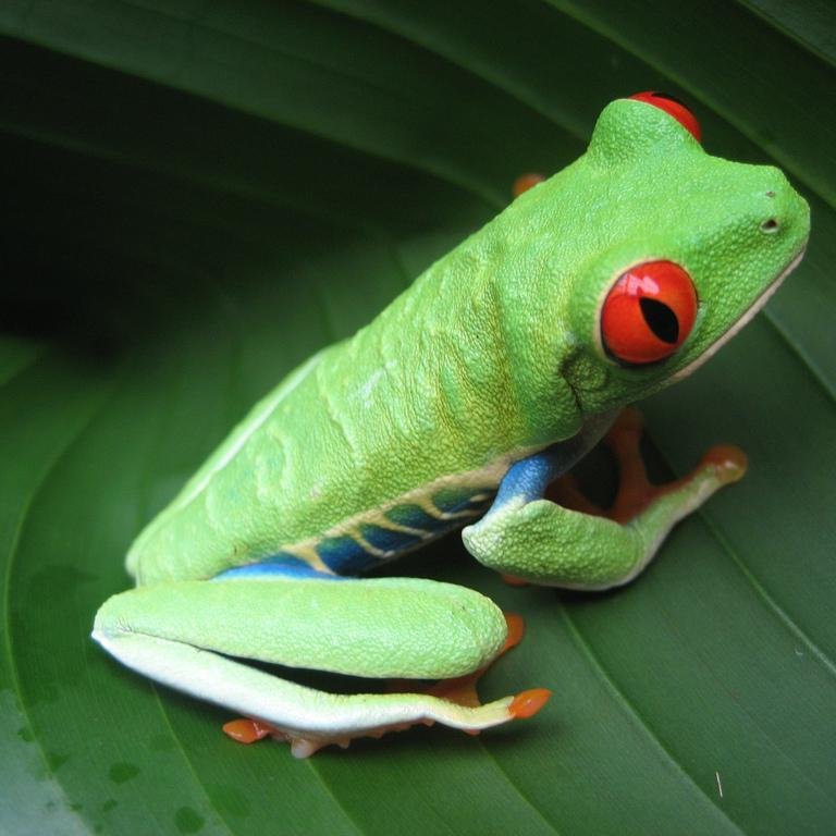 I am a frog
#DrakeMoonArmy
