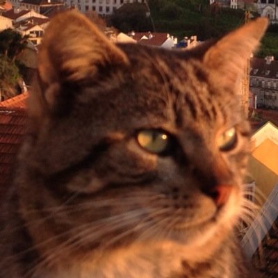 ねこと海が好きなどらねこ。主な生息地は海辺だけど、最近あまり泳げていないかも…… お出かけ好きなので、ヒマな時はお出かけを楽しんでいます。
ねこにつき気ままで団体行動はﾆｶﾞﾃ。

青空の下でも活動中→ https://t.co/Iym9HvAERa