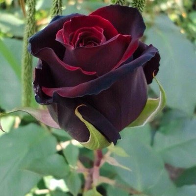 اڵڛعاڈة ڵاٿڪۉݩُ ݕـ اڵحُݕِ ڨڦط ، اڵڛعاڈة ٵݩ ٿچڈ مݩ يڨۿمُڪ ݕـ ڪُڵِ ڜي۽