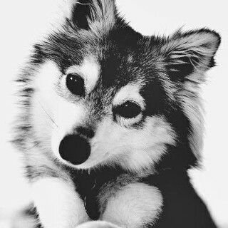 MEMZOOH's profile picture. 