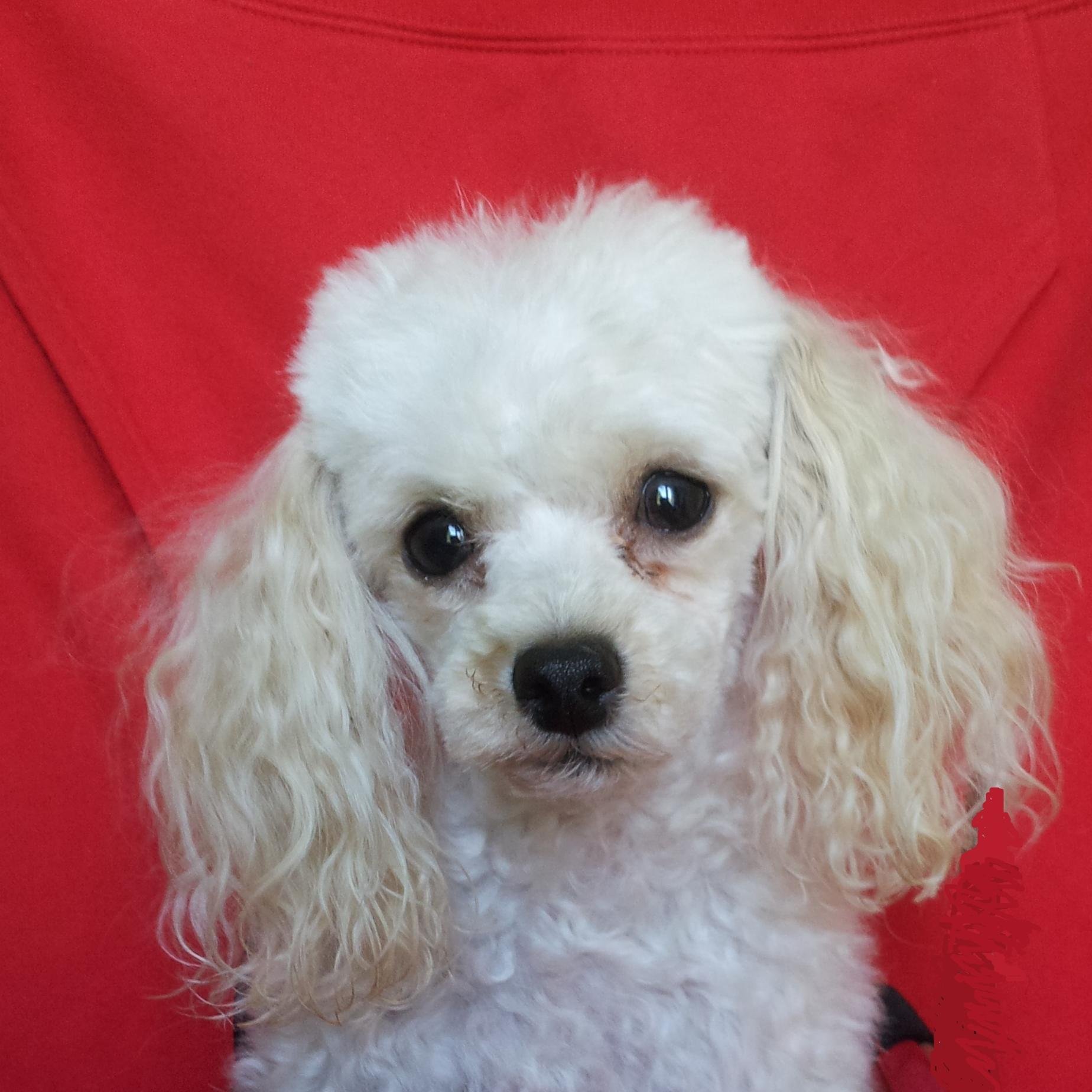 emanueleo73's profile picture. Daimon, Kairos, Viriditas. Eudemonia. 
Kia kaha!