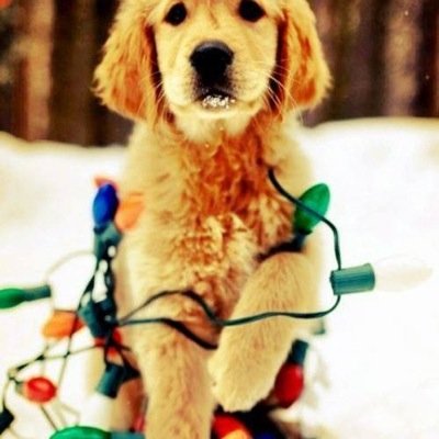 kopuslerr's profile picture. sadece köpek sevenler