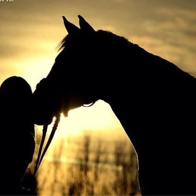 Daily tweets about your bestfriend! || together, we are one group made of proud equestrians! || #equestriansx ||