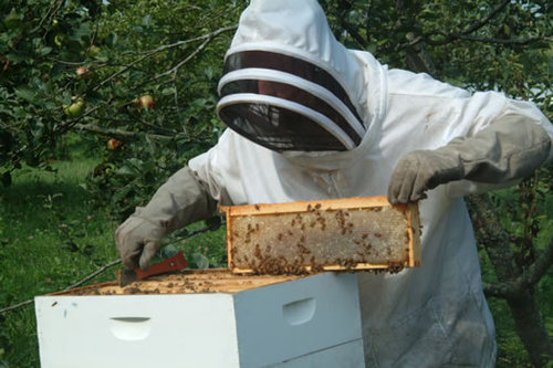 Beekeeping_Tips's profile picture. Dedicated to beekeeping and sharing tips about beekeeping.