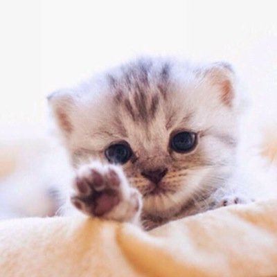猫と、猫っぽい顔が好きです。猫好きな人よろしく！