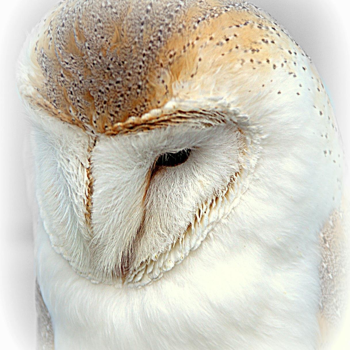 Photographer. and wildlife artist.