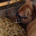 Charlene Reed - @mcreed101 - Twitter