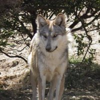 Nova (@nova_solar15) 's Twitter Profile