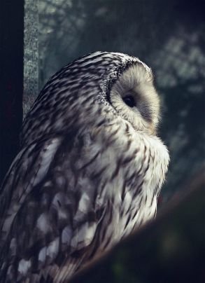 MadPegasus's profile picture. 